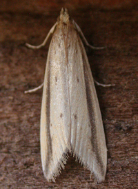 Donacaula melinellus